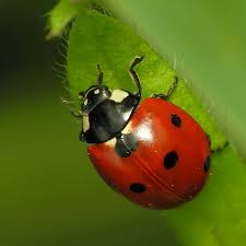 ladybug单词图片