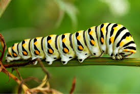 caterpillar单词图片