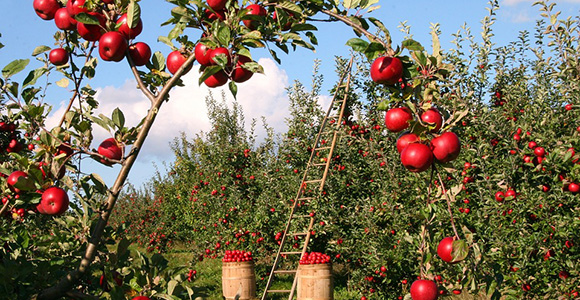 apple单词图片