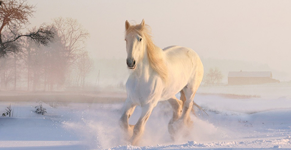 horse单词图片