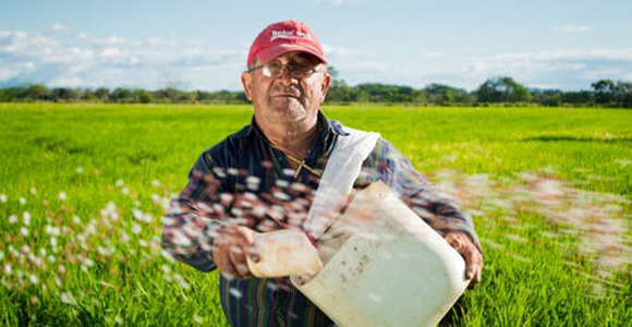 farmer单词图片