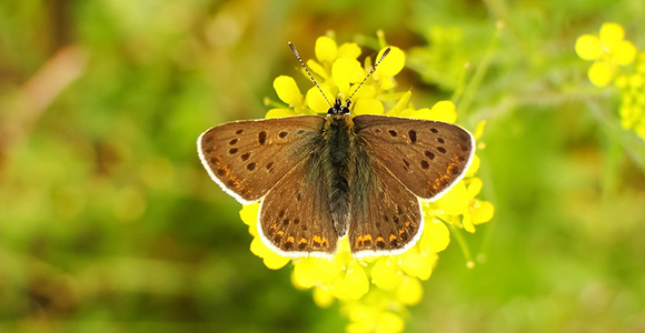 butterfly单词图片