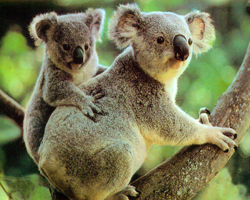 koala单词图片