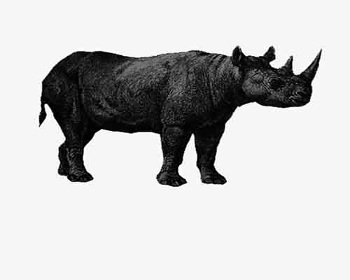 black rhino单词图片