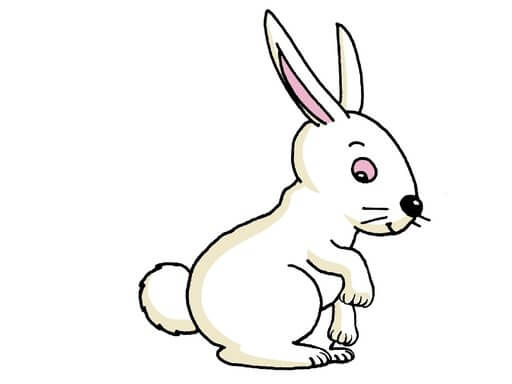 rabbit单词图片