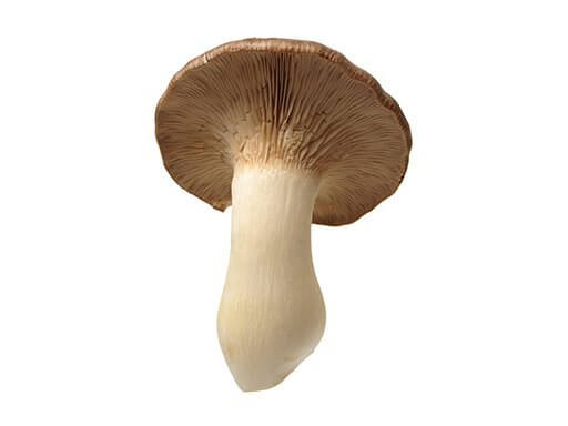 mushroom单词图片