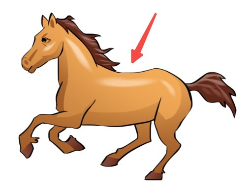 horseback单词图片