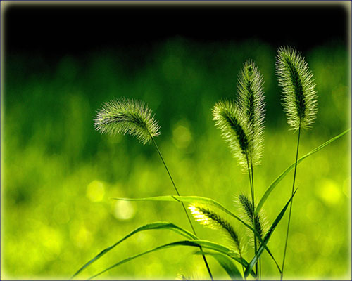 grass单词图片