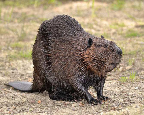 beaver单词图片