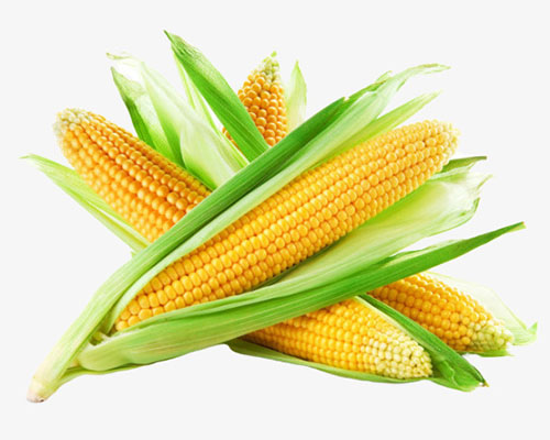 corn-on-the-cob单词图片