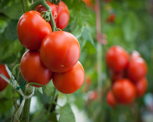 tomato单词图片